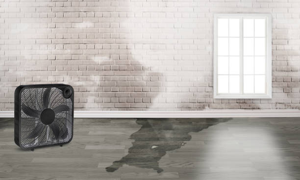 Best Water damage cleanup near me  in University Of Lifornia Davis, CA